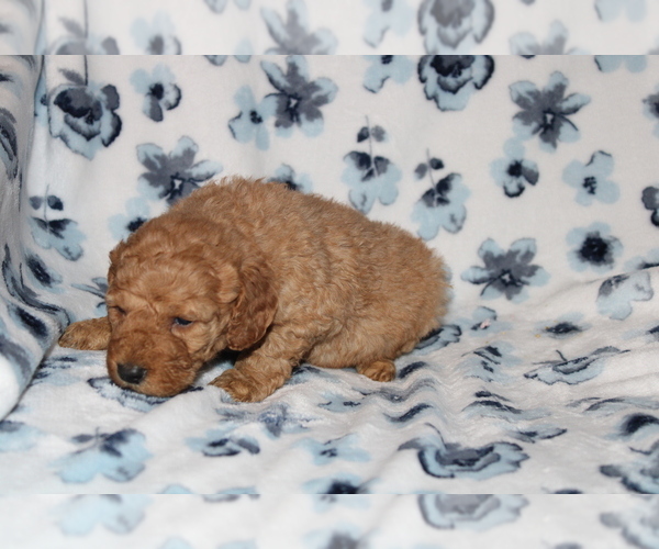 Medium Photo #9 Goldendoodle (Miniature) Puppy For Sale in BLOOMINGTON, IN, USA