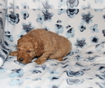 Small Photo #9 Goldendoodle (Miniature) Puppy For Sale in BLOOMINGTON, IN, USA