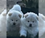 Litter of 4 - Male(s) and Female(s) Chow ChowLitter of Puppies for Sale - Photo #2