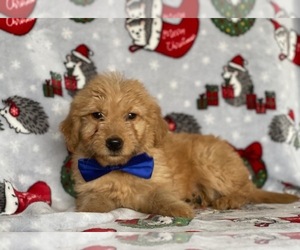 Goldendoodle (Miniature) Puppy for sale in LANCASTER, PA, USA