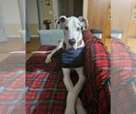 Small #4 Great Dane