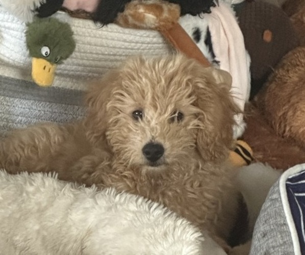 Medium Photo #1 Goldendoodle (Miniature) Puppy For Sale in PERU, IN, USA