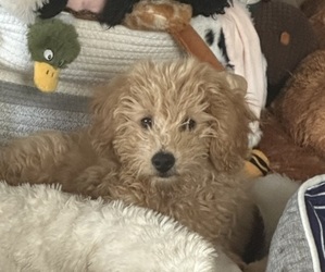 Goldendoodle (Miniature) Puppy for sale in PERU, IN, USA
