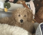 Baby - Male Goldendoodle (Miniature) Puppy for Sale - Small photo