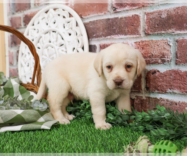 Medium Photo #5 Labrador Retriever Puppy For Sale in SYRACUSE, IN, USA