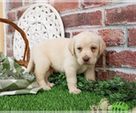 Small #4 Labrador Retriever