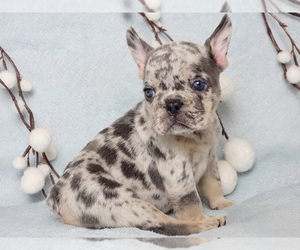 French Bulldog Puppy for sale in NEW YORK, NY, USA