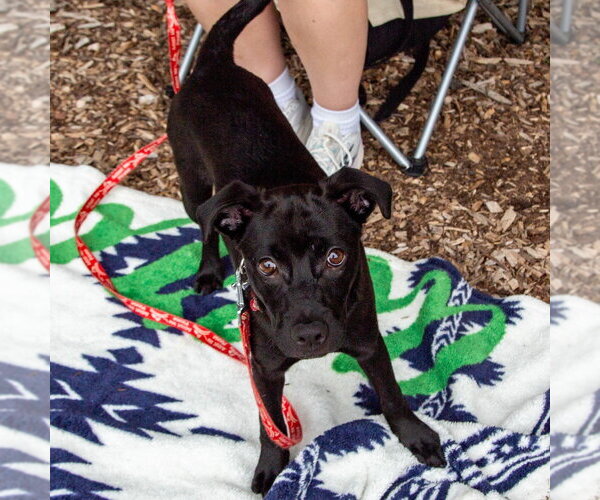 Medium Photo #6 Labrador Retriever-Unknown Mix Puppy For Sale in Canton, CT, USA