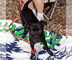 Small #5 Labrador Retriever Mix