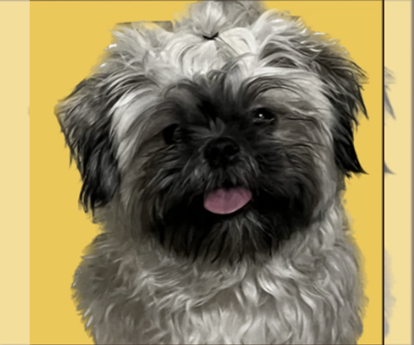 Medium Photo #1 Shih Tzu Puppy For Sale in ATHENS, GA, USA