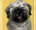 Small Photo #1 Shih Tzu Puppy For Sale in ATHENS, GA, USA