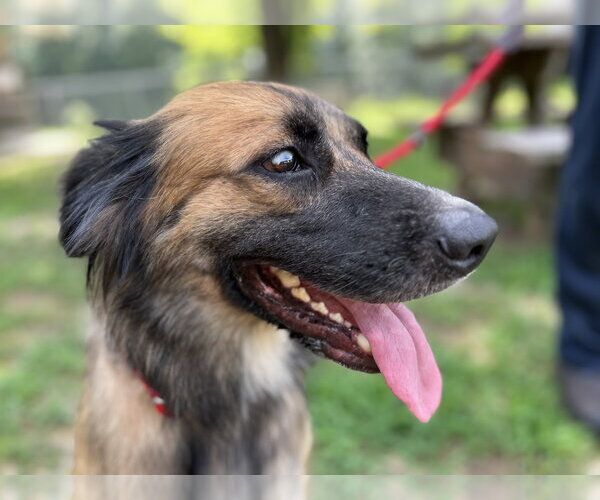 Medium Photo #2 Australian Shepherd-German Shepherd Dog Mix Puppy For Sale in Dallas, TX, USA