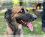 Small #1 Australian Shepherd-German Shepherd Dog Mix
