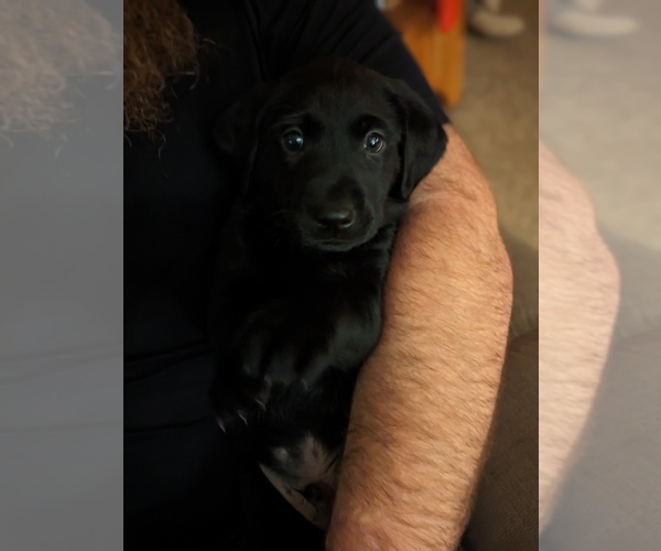 Medium Photo #1 Labrador Retriever Puppy For Sale in BLAIRSVILLE, PA, USA
