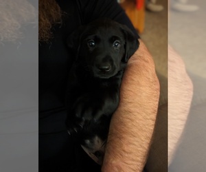 Labrador Retriever Puppy for sale in BLAIRSVILLE, PA, USA