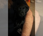 Small Photo #1 Labrador Retriever Puppy For Sale in BLAIRSVILLE, PA, USA