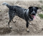 Small Texas Heeler