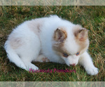 Small Photo #4 Pomsky Puppy For Sale in SEQUIM, WA, USA