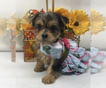 Small Photo #1 Shorkie Tzu Puppy For Sale in SELLERSBURG, IN, USA