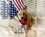 Small #1 Golden Retriever