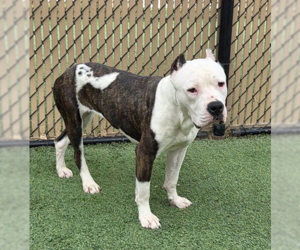 Medium Photo #1 American Pit Bull Terrier Puppy For Sale in Norco, CA, USA