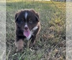 Small #3 Miniature American Shepherd