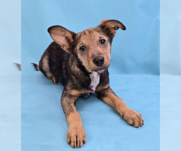 Medium Photo #5 Mutt Puppy For Sale in Lakewood, CO, USA