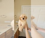 Small Photo #6 Golden Retriever Puppy For Sale in SELMA, CA, USA