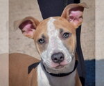 Zola - Female American Staffordshire Terrier Dog for Adoption - Small photo