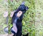 Puppy Fuchsia German Shepherd Dog