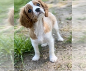 Cavalier King Charles Spaniel Dog for Adoption in EDWARDSBURG, Michigan USA