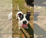 Small #2 American Pit Bull Terrier Mix