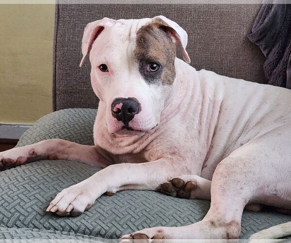 Medium Photo #35 Mutt Puppy For Sale in Philadelphia, PA, USA