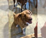 Small #2 Labrador Retriever Mix