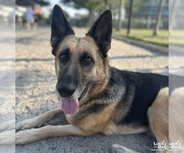 Medium Photo #10 German Shepherd Dog-Unknown Mix Puppy For Sale in Washington, DC, USA