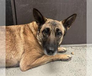 Mutt Dogs for adoption in Stockton, CA, USA