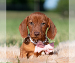 Puppy Capri AKC Dachshund