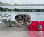 Small Photo #17 Miniature Australian Shepherd Puppy For Sale in GRANBURY, TX, USA