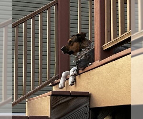 Medium Photo #27 American Pit Bull Terrier-Unknown Mix Puppy For Sale in Fargo, ND, USA