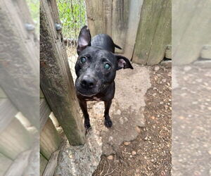 American Staffordshire Terrier-Unknown Mix Dogs for adoption in Jackson, MS, USA