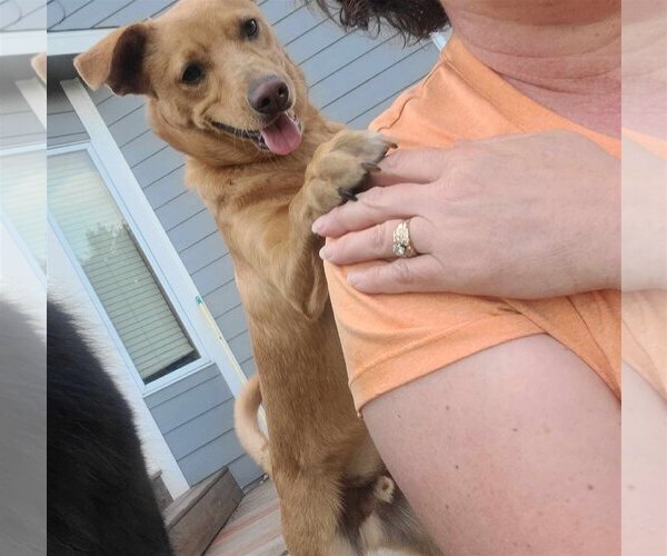Medium Photo #2 Carolina Dog-Labrador Retriever Mix Puppy For Sale in Des Moines, IA, USA