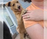 Small Photo #2 Carolina Dog-Labrador Retriever Mix Puppy For Sale in Des Moines, IA, USA