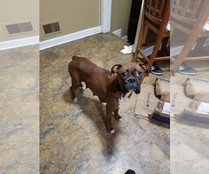 Mother of the Boxer puppies born on 12/04/2019