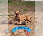 Small #2 Labrador Retriever Mix