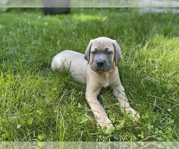 Medium Photo #1 Cane Corso Puppy For Sale in HUDSON, NH, USA