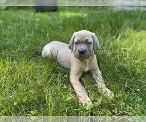 Medium Cane Corso