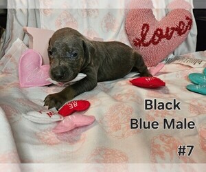 Doberman Pinscher Puppy for sale in CLINTON, OH, USA