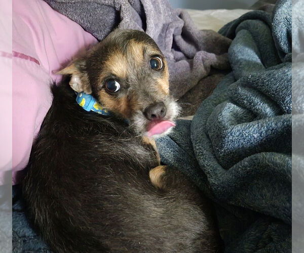 Medium Photo #5 Chihuahua-Unknown Mix Puppy For Sale in Springdale, PA, USA