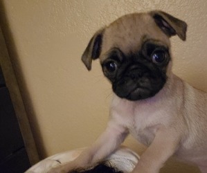 Pug Puppy for sale in DESERT HOT SPRINGS, CA, USA