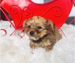 Small Photo #3 Yorkshire Terrier Puppy For Sale in WEBSTER, FL, USA